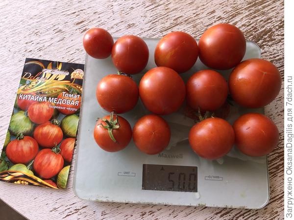 Урожай Китайки медовой в сентябре