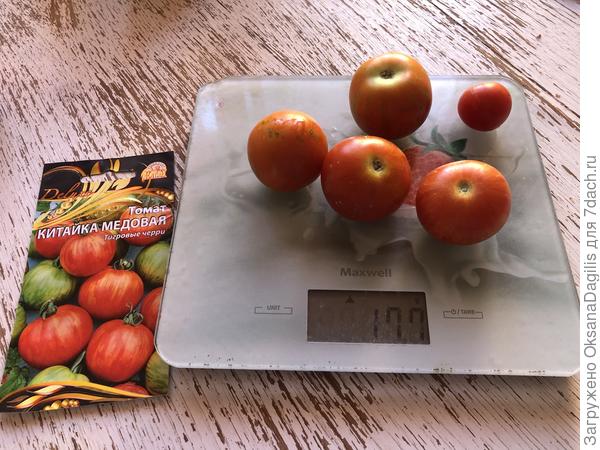 Первый массовый сбор Китайки медовой