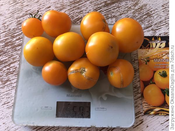 Собираем Миловичку в августе