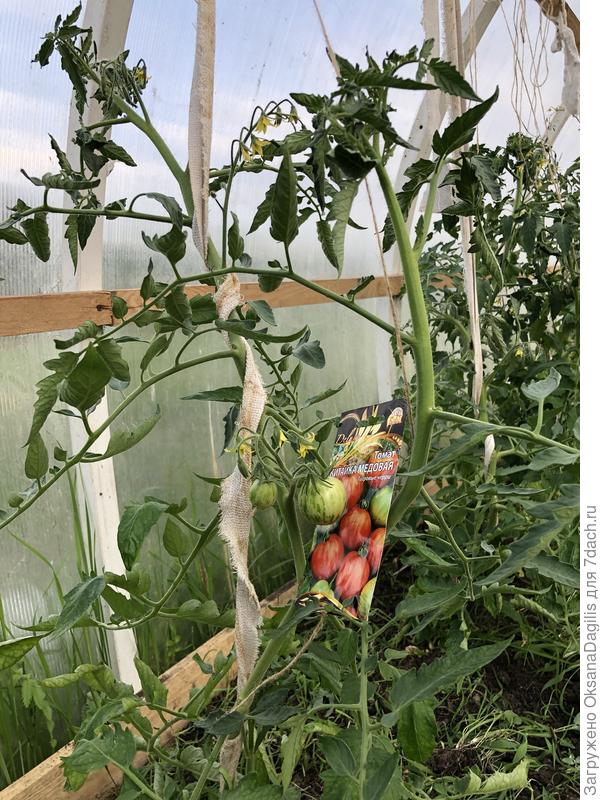 Первые плоды Китайки медовой