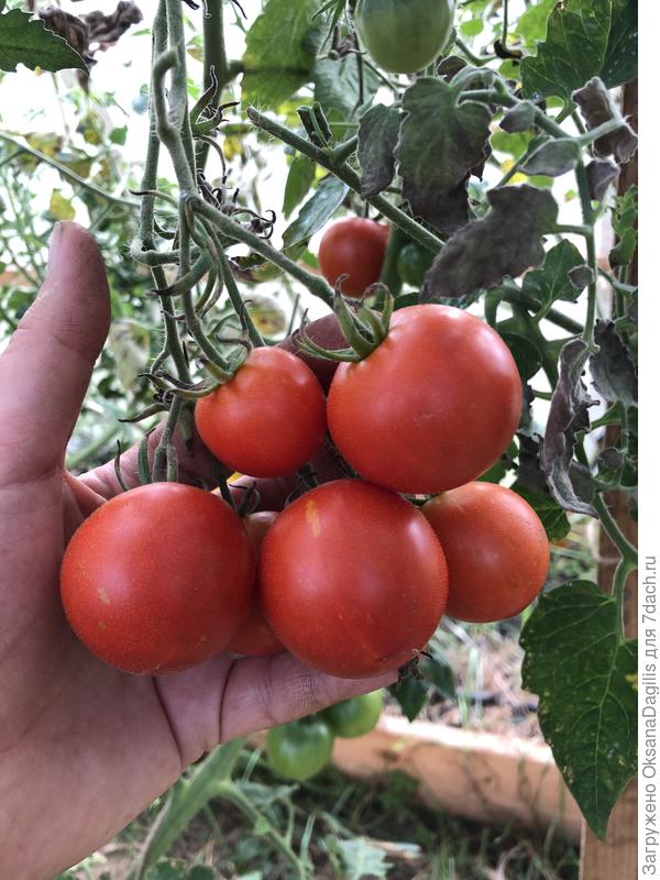 Красавица Китайка медовая