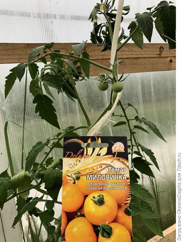 Выращиваю в 2 стебля