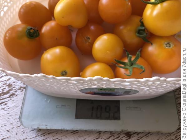 Урожай Миловички в сентябре