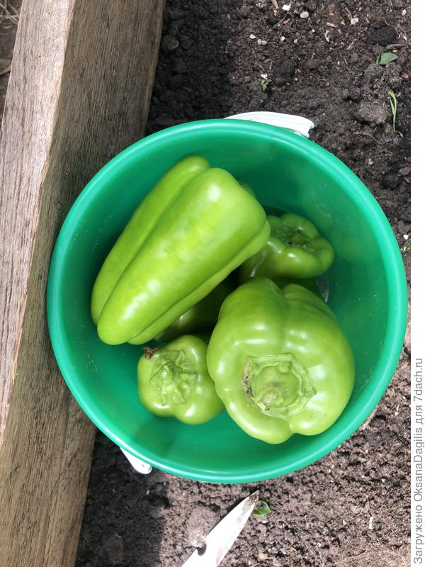 Первый массовй сбор Медового