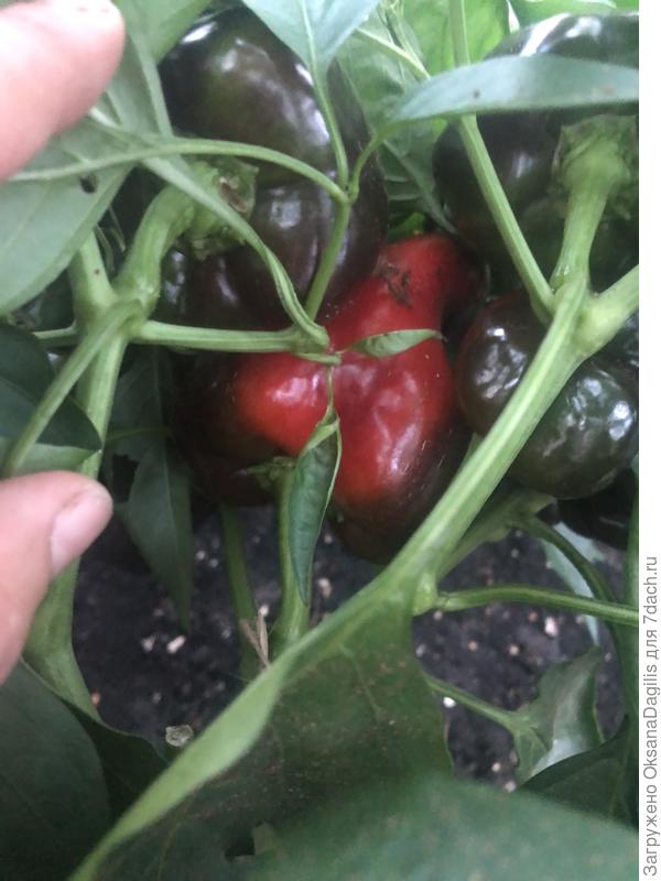 чёрный бриллиант покраснел ))