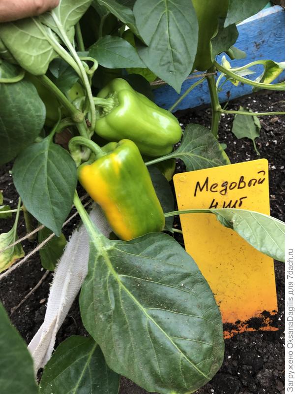 Медовый начал окрашиваться на кусту