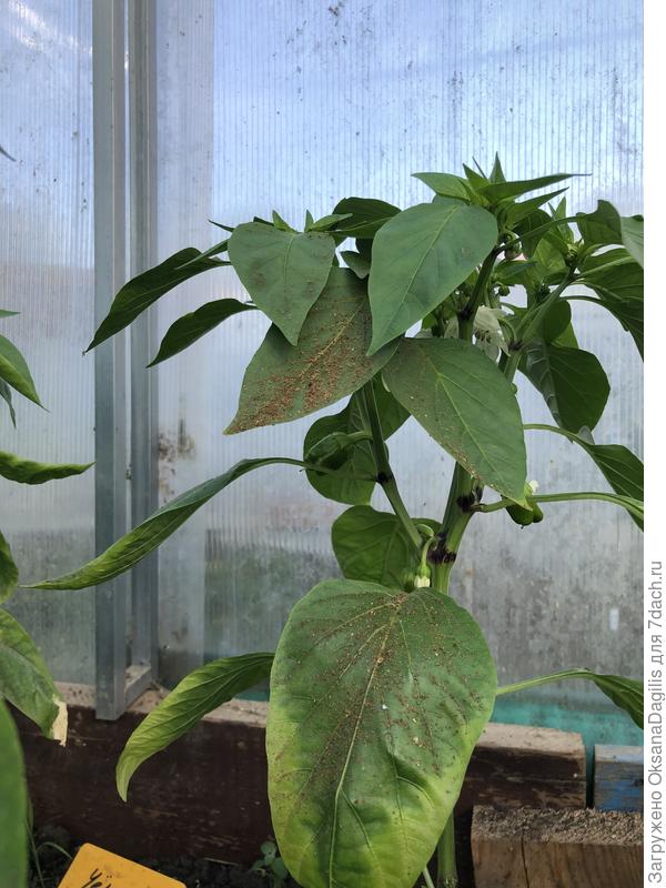 Посыпаю табачной пылью листья от слизней