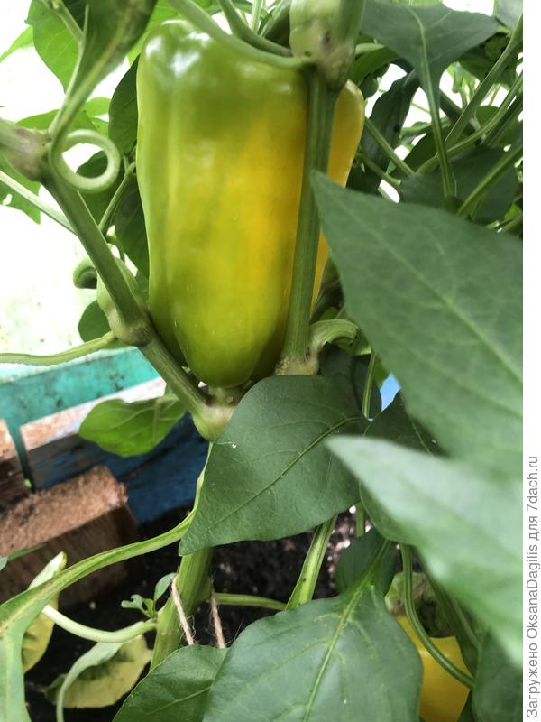Перец Медовый