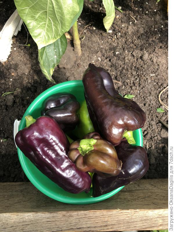 Первый урожай Чёрного бриллианта