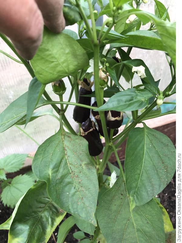 Первые плоды Чёрного бриллианта