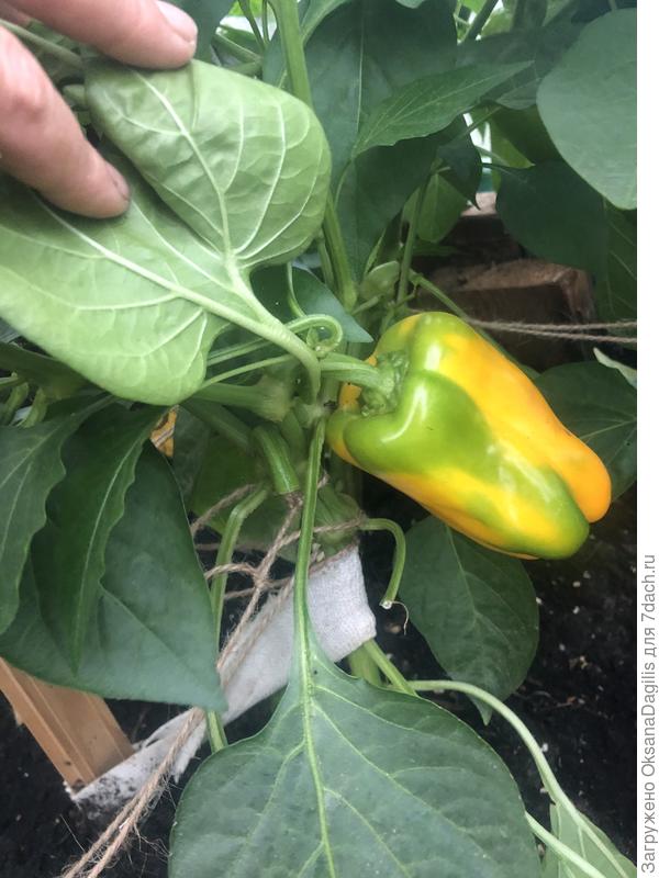 Продолжаю собирать урожай