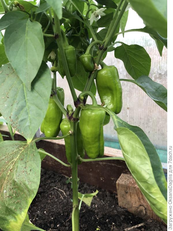 Перчики растут