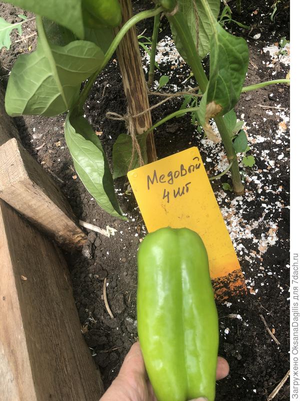 Сняла первый Медовый