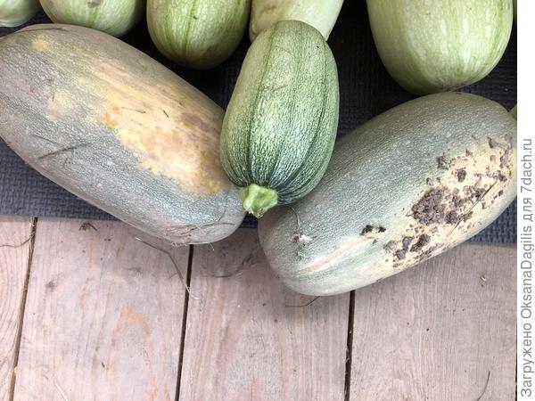 Складируем урожай кабачков