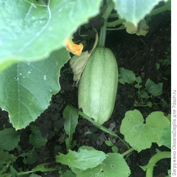 Макарена в июле