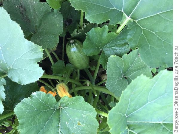 Первый плод