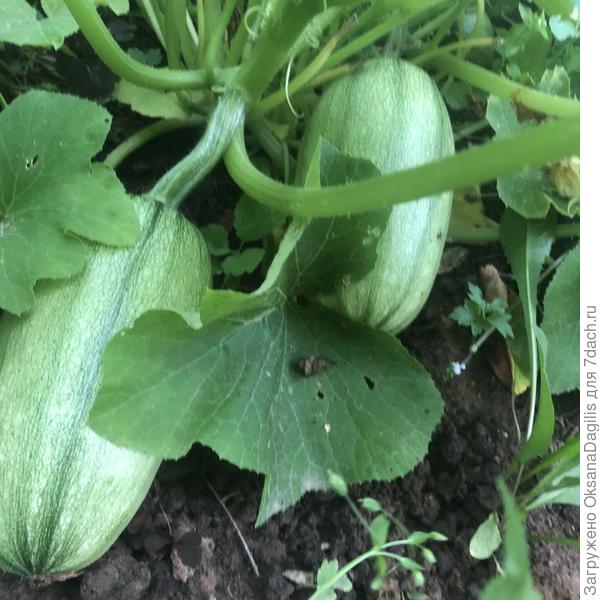 Кабачки в августе