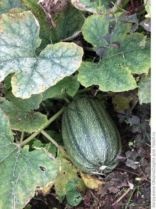 Кабачки в сентябре