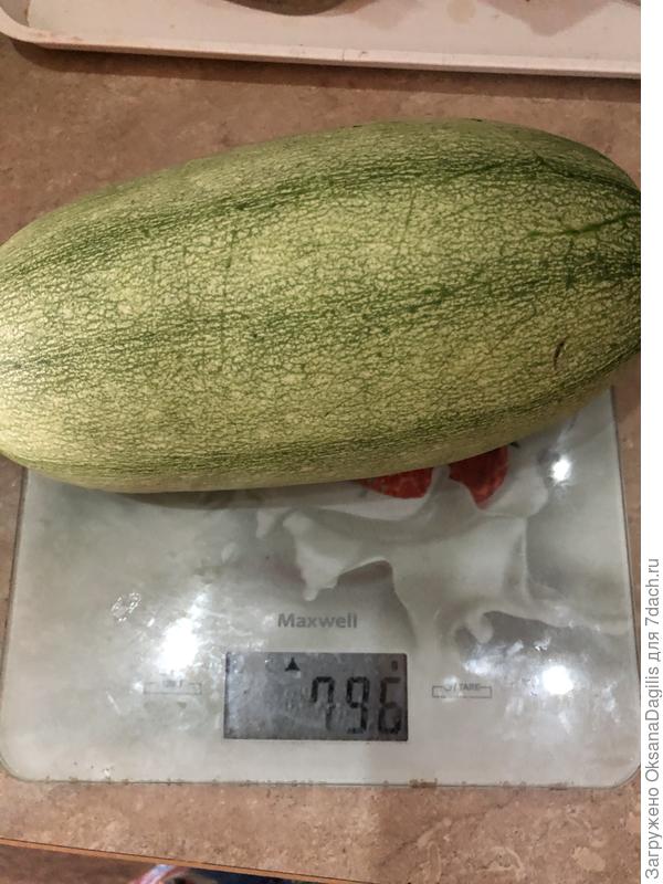 Сбор кабачков в августе