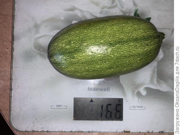 Первый плод