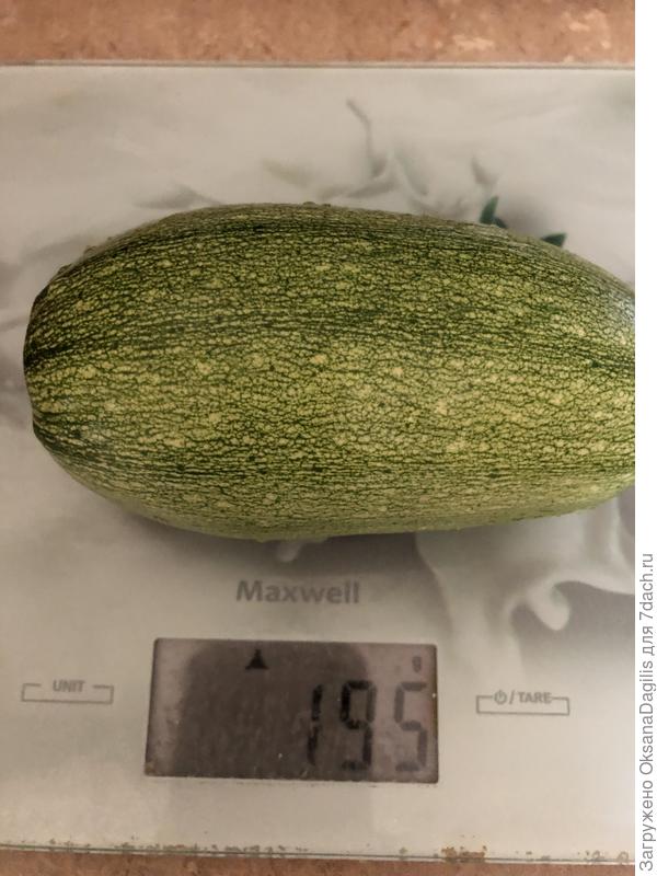 Кабачок в молочной спелости