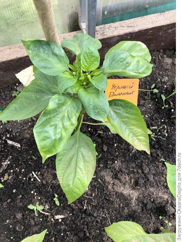 Черный бриллиант