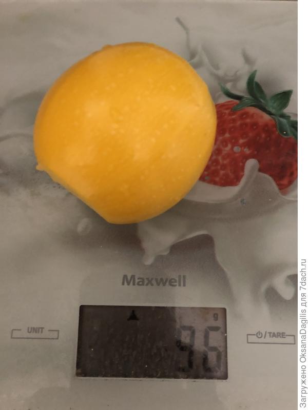 Первый кабачок сорван