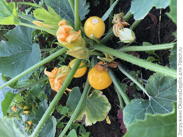 Кабачки подрастают