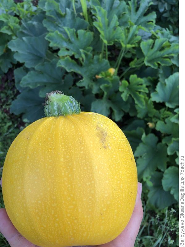 Солнечный мячик в конце июля