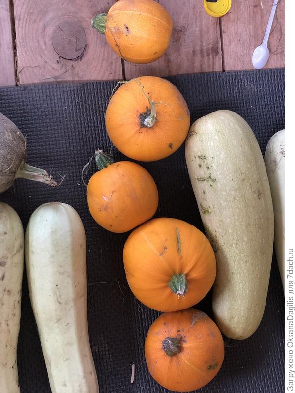 Складываем кабачки на террасу