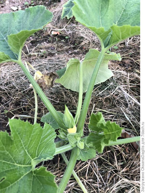 Первая завязь