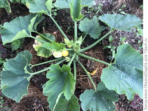 Завязей все больше