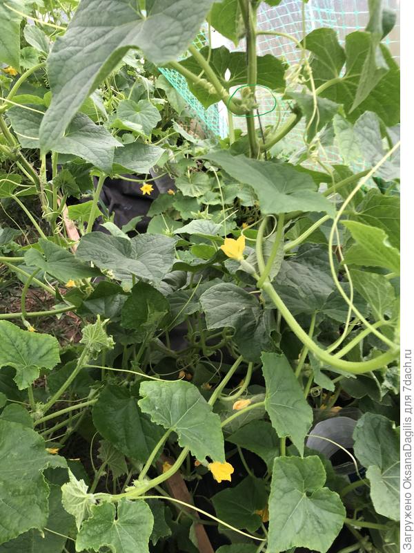 Пустоцветы на главном стебле