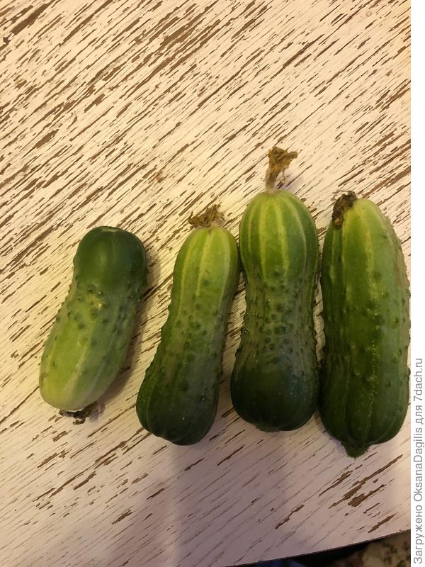 Вначале были очень горькие, потом исправились, а в сентябре опять стали горькими