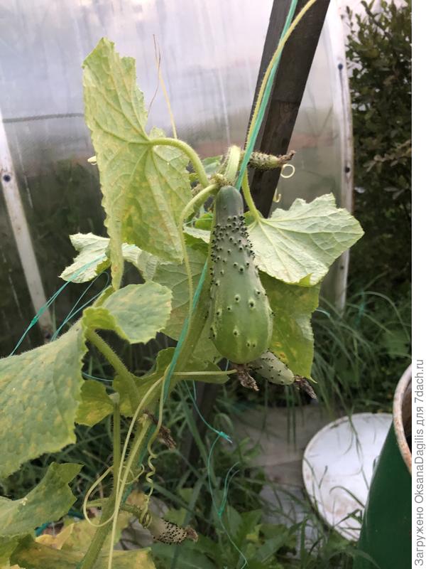 6 сентября, питания огурцам уже не хватает