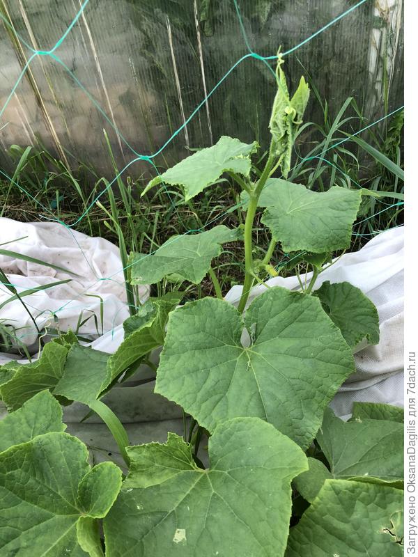 Огурец Праздничный рос под укрытием