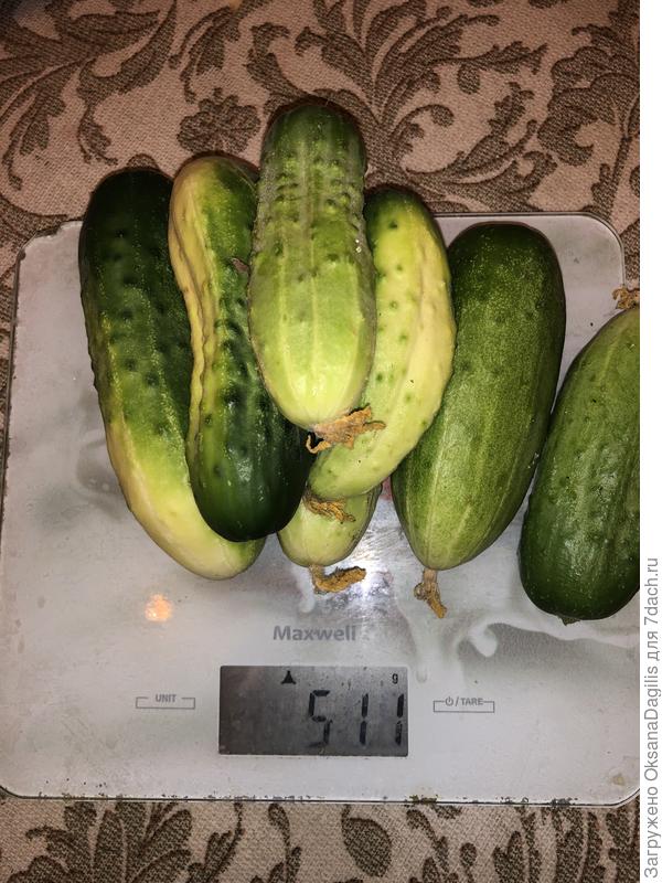 Урожай растёт