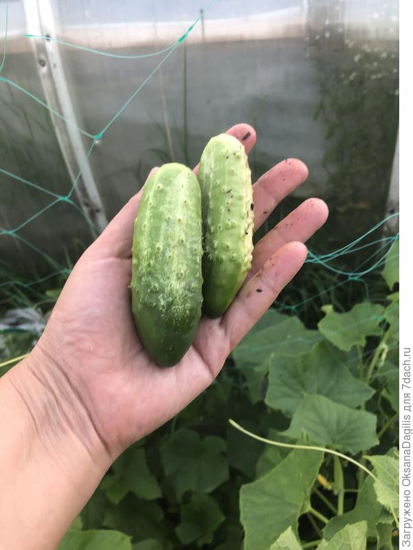 Продолжаю сбор