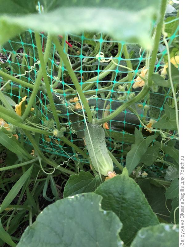 Первый плод на так называемом Ударнике