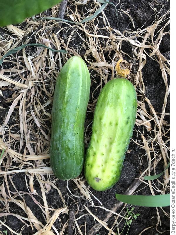 Их уже два с четырех растений