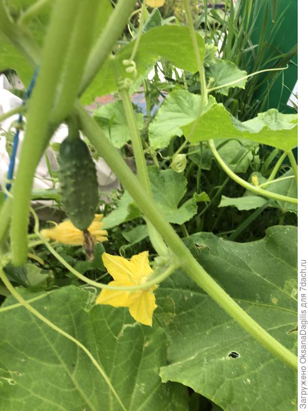 Вот сколько завязей