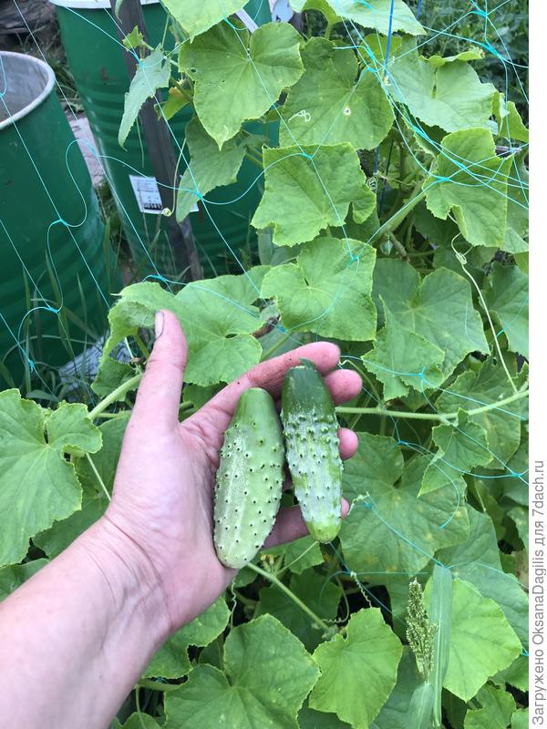 Еще два огурчика