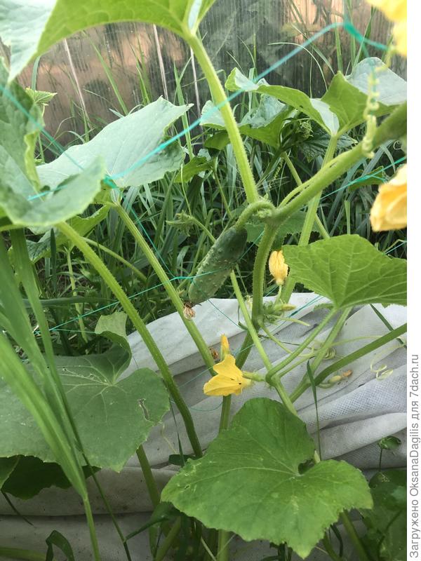 Завязи и огурцы