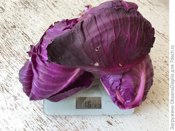 Первый урожай капусты