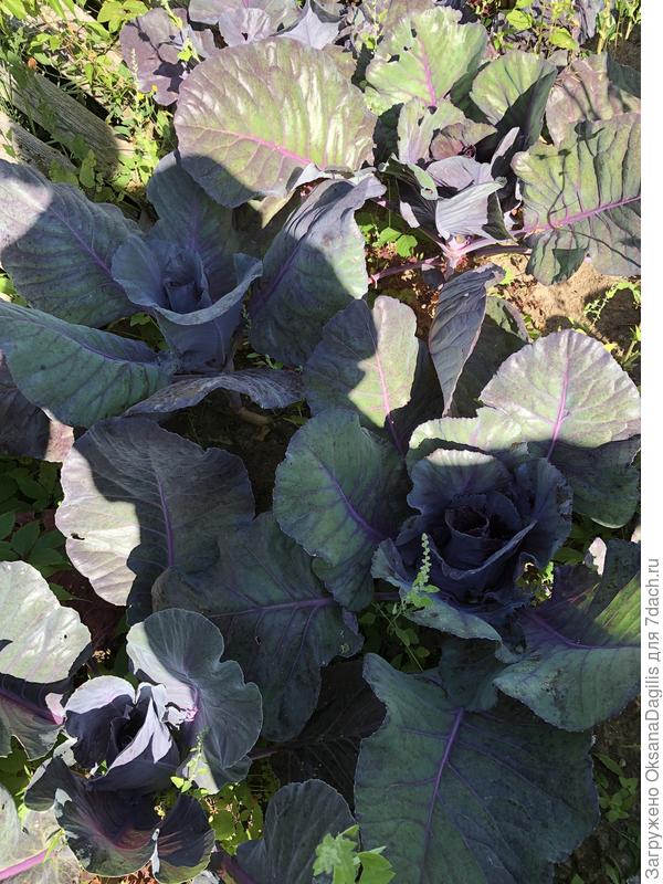 Завязываются кочаны