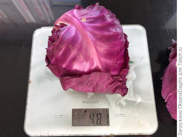 Наиболее крупный из второго сбора