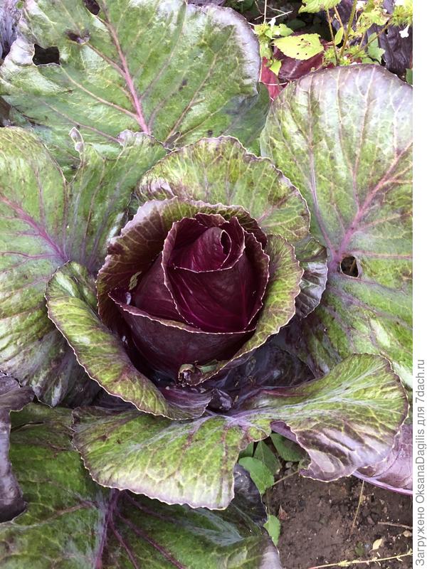 Матильда 6 сентября