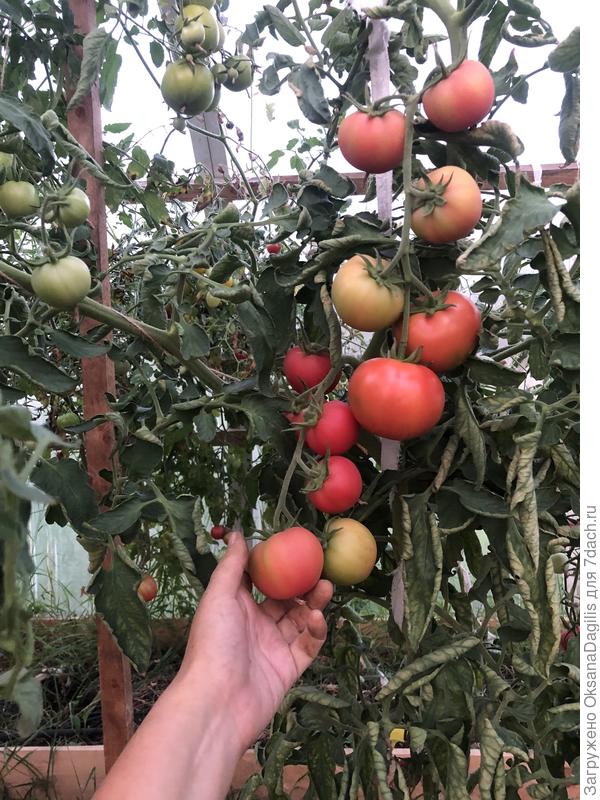 Кисти по 6 томатов украсили теплицу