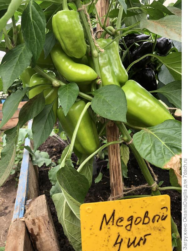 Не требователен к уходу