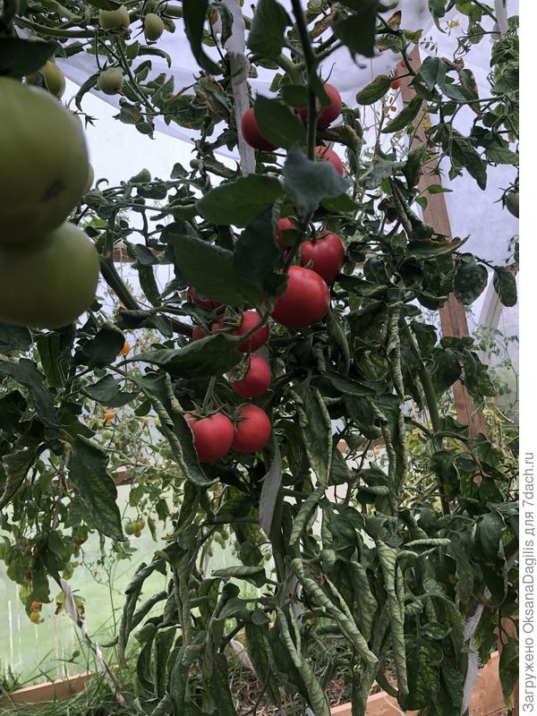 Томат Большая надежда